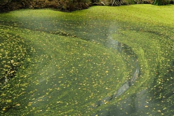 Imágen tomada de aspectos-medioambiente.blogspot.com